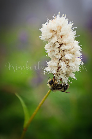 Honey Bee on Flower