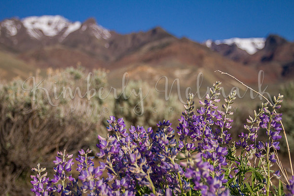 Steens Mountains