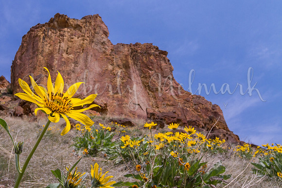 Leslie Gulch