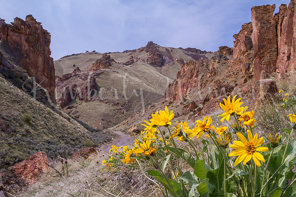 Leslie Gulch