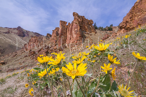 Leslie Gulch