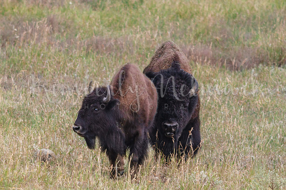 Bison