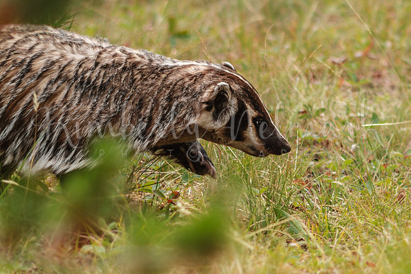 Badger