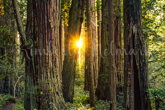 Lady Bird Johnson Grove
