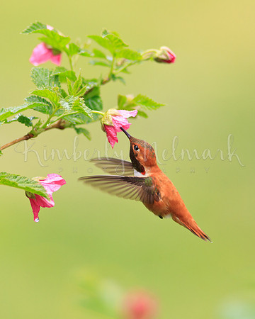 Hummingbird
