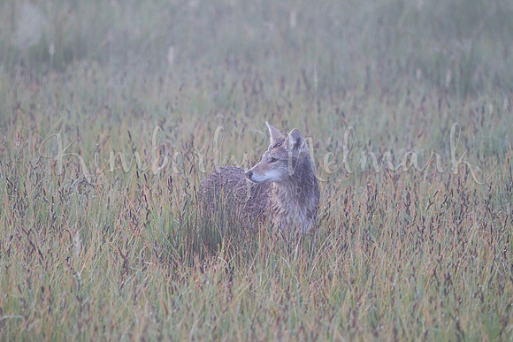 Coyote