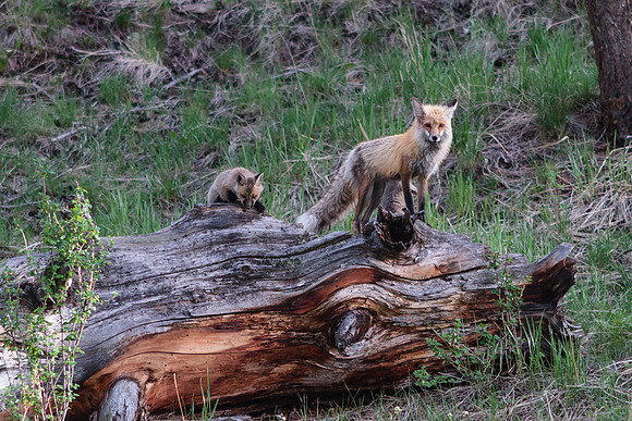 Fox and Kits