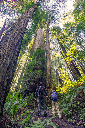 Hikers looking up at the tall trees - James Irvine Trail