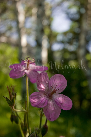 Sticky Geranium