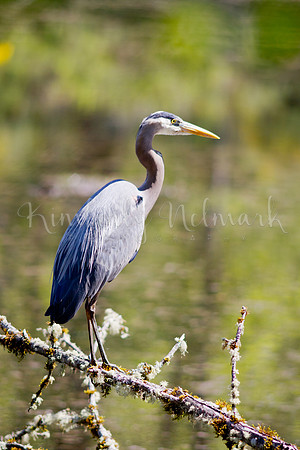 Great Blue Heron