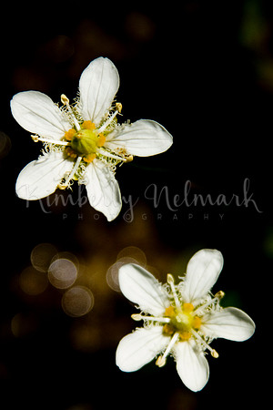 Beautiful Sandwort