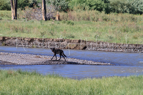 Lamar Canyon Black Female, 2013