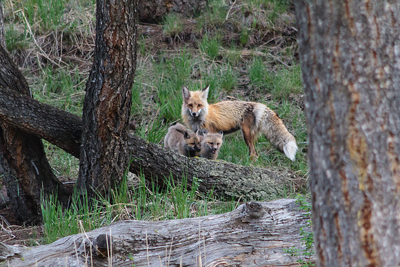Fox and Kits