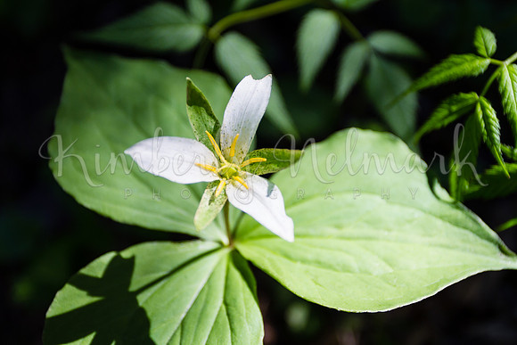Trillium