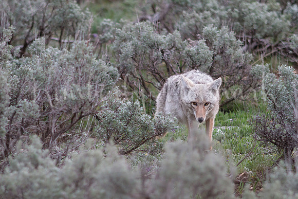 Coyote