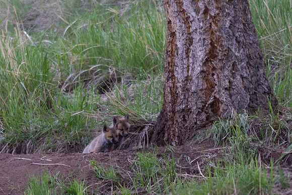 Fox and Kits