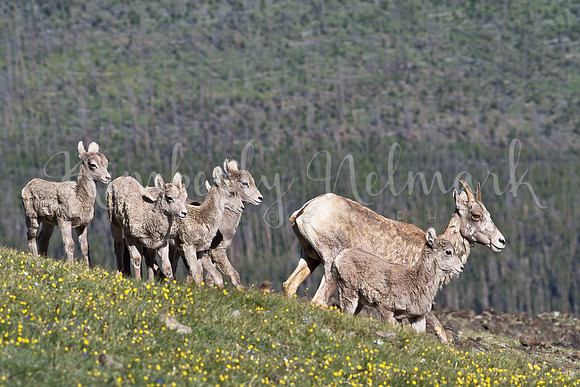 Bighorn sheep, Mt. Washburn, Yellowstone
