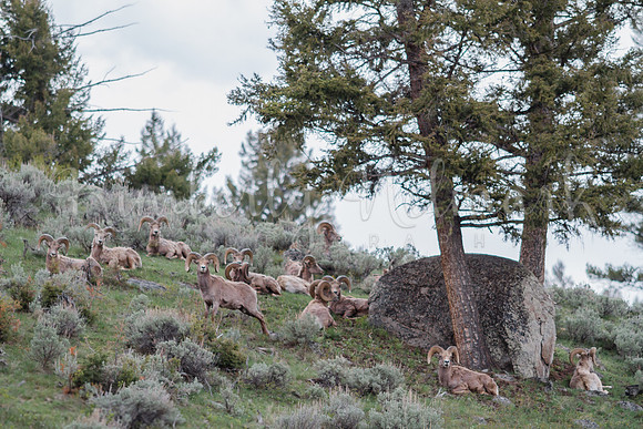 Bighorn Rams