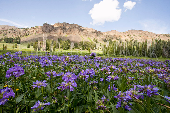 Globe Penstemon