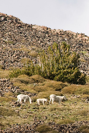Mountain Goats