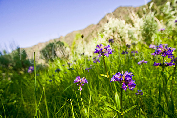 Globe Penstemon