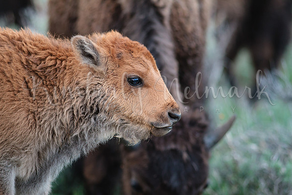 Bison