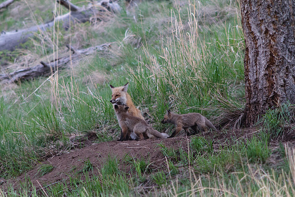 Fox and Kits