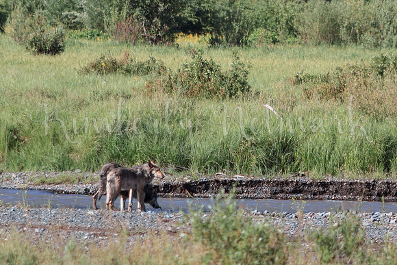Big Gray and Middle Gray, Lamar Canyon Pack, 2013