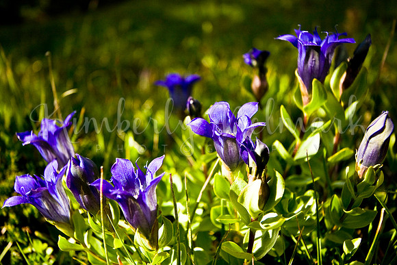 Explorer's Gentian