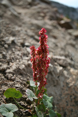 Alpine Heather