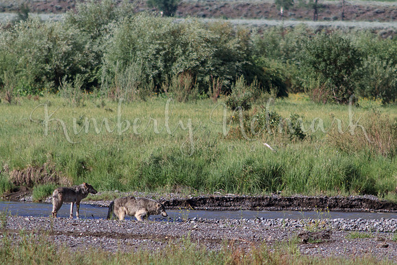 Big Gray and Middle Gray, Lamar Canyon Pack, 2013