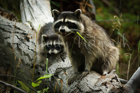 Raccoon with Young