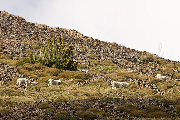 Mountain Goats