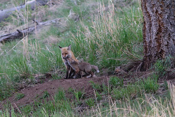 Fox and Kits