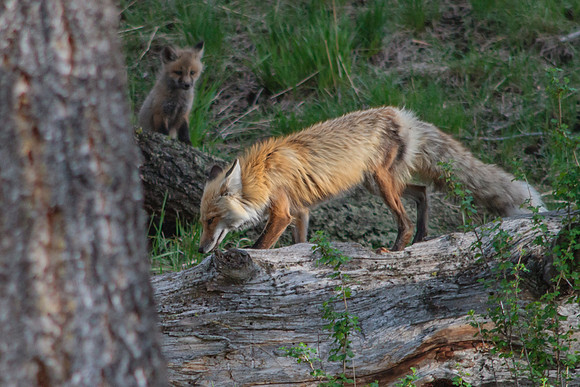 Fox and Kits