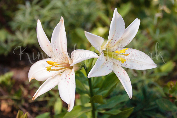 Cascade Lillies