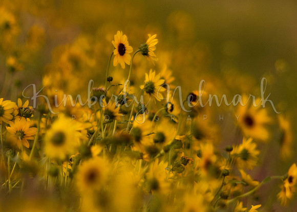 Arrowleaf Balsamroot