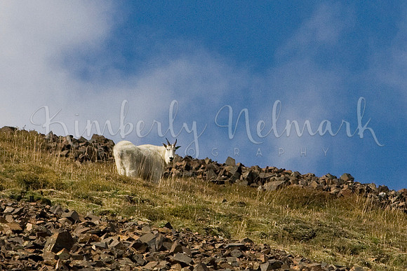 Mountain Goats