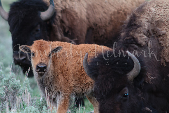 Bison
