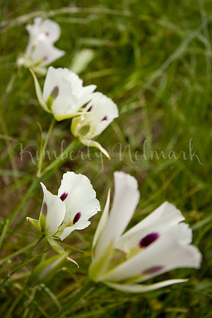 Mariposa Lillies