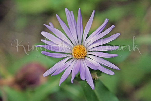 Purple Aster