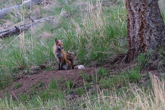 Fox and Kits