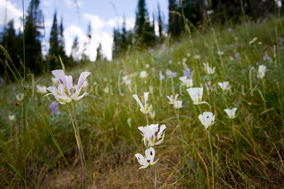 Mariposa Lillies