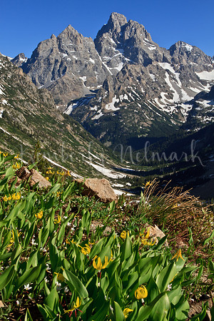 Glacier Lillies, Cascade Canyon, Teton