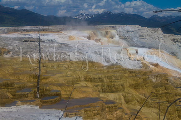 Canary Spring, Yellowstone