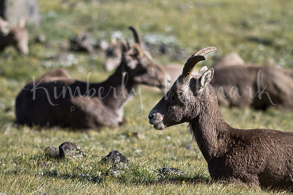 Bighorn sheep, Mt. Washburn, Yellowstone