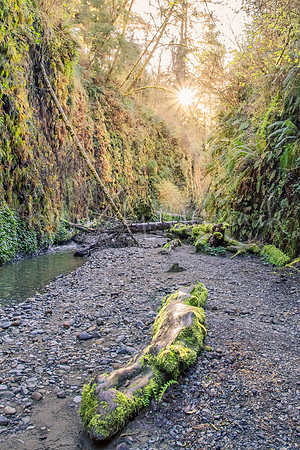 Fern Canyon - Prairie Creek Redwoods