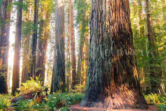Stout Grove - Jedediah Smith State Park