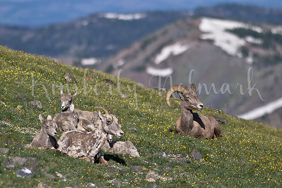 Bighorn sheep, Mt. Washburn, Yellowstone