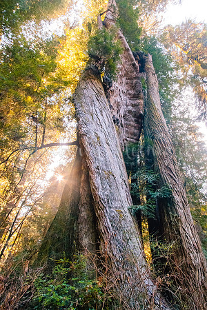 Corkscrew Tree - Prairie Creek Redwoods